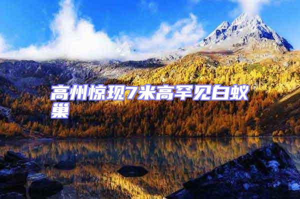 高州驚現(xiàn)7米高罕見白蟻巢