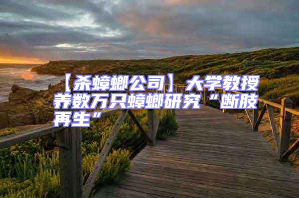 【殺蟑螂公司】大學(xué)教授養(yǎng)數(shù)萬(wàn)只蟑螂研究“斷肢再生”