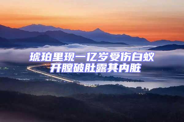 琥珀里現(xiàn)一億歲受傷白蟻 開膛破肚露其內(nèi)臟