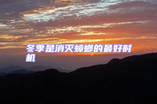 冬季是消滅蟑螂的最好時機(jī)