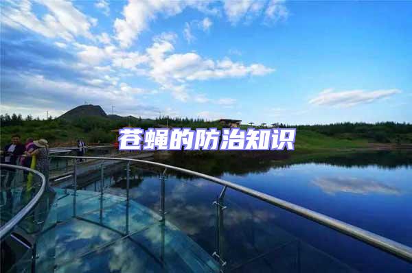 蒼蠅的防治知識(shí)