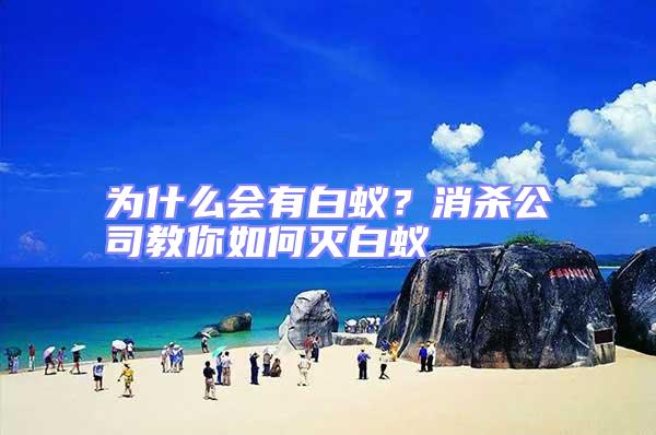 為什么會(huì)有白蟻？消殺公司教你如何滅白蟻