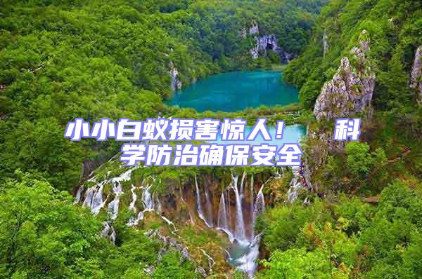 小小白蟻損害驚人！  科學(xué)防治確保安全