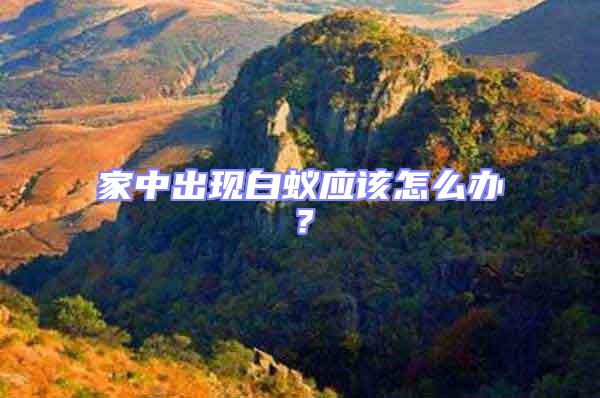 家中出現(xiàn)白蟻應(yīng)該怎么辦？