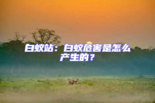 白蟻站：白蟻危害是怎么產(chǎn)生的？