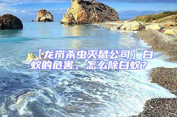 【龍崗殺蟲滅鼠公司】白蟻的危害，怎么除白蟻？