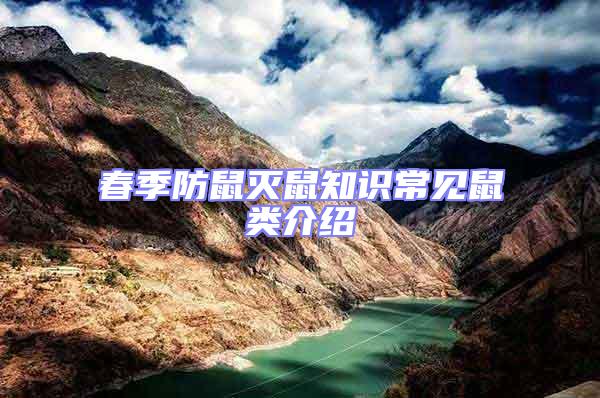 春季防鼠滅鼠知識常見鼠類介紹