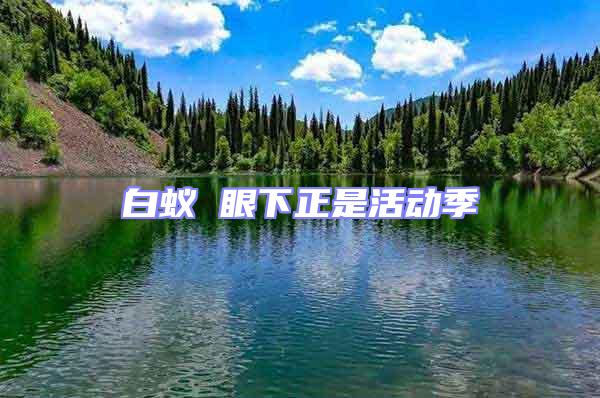 白蟻 眼下正是活動(dòng)季