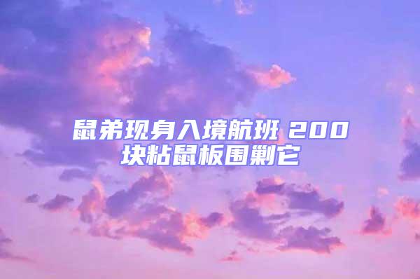 鼠弟現(xiàn)身入境航班　200塊粘鼠板圍剿它
