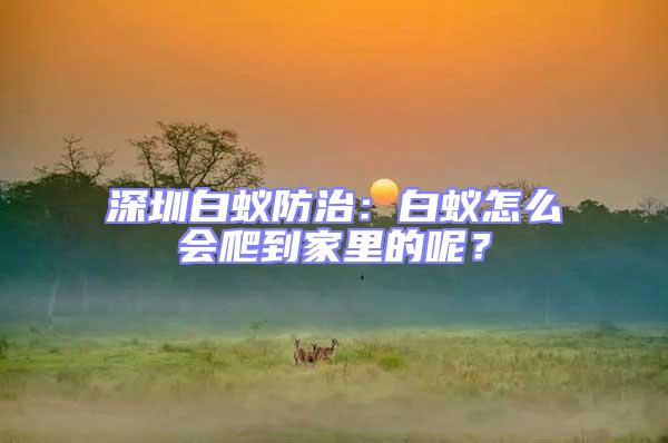 深圳白蟻防治：白蟻怎么會(huì)爬到家里的呢？
