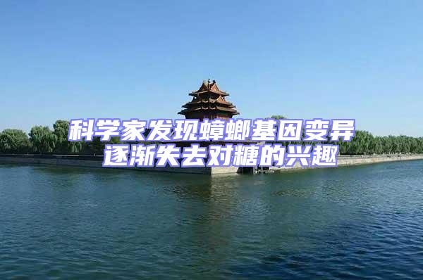 科學(xué)家發(fā)現(xiàn)蟑螂基因變異 逐漸失去對(duì)糖的興趣