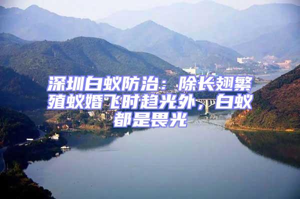 深圳白蟻防治：除長翅繁殖蟻婚飛時趨光外，白蟻都是畏光