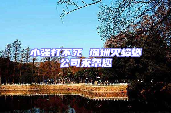 小強(qiáng)打不死 深圳滅蟑螂公司來(lái)幫您