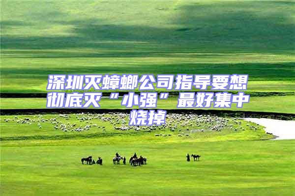 深圳滅蟑螂公司指導(dǎo)要想徹底滅“小強(qiáng)”最好集中燒掉