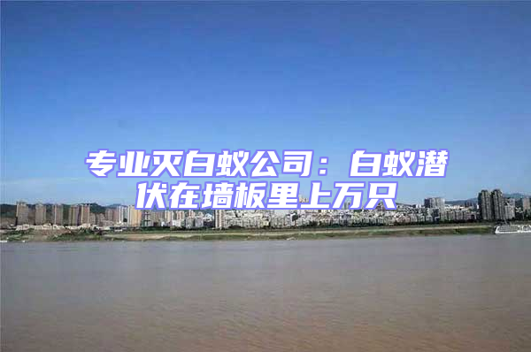 專業(yè)滅白蟻公司：白蟻潛伏在墻板里上萬只