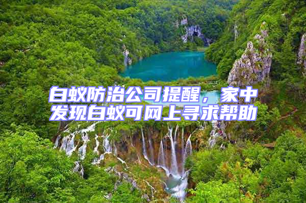 白蟻防治公司提醒，家中發(fā)現(xiàn)白蟻可網(wǎng)上尋求幫助