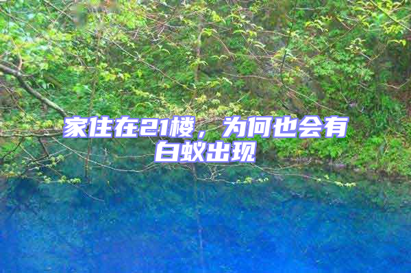 家住在21樓，為何也會(huì)有白蟻出現(xiàn)