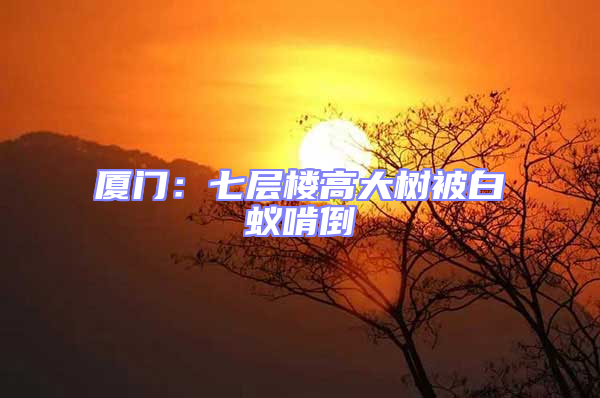 廈門(mén)：七層樓高大樹(shù)被白蟻啃倒