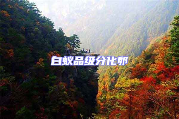 白蟻品級(jí)分化卵