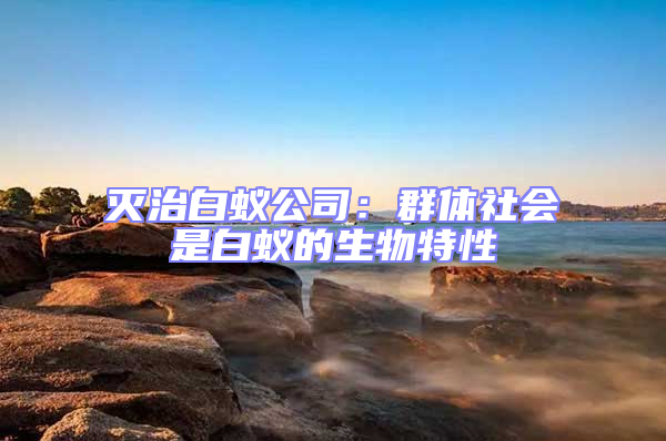 滅治白蟻公司:群體社會(huì)是白蟻的生物特性