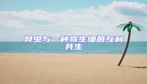臭蟲與一種寄生細(xì)菌互利共生