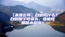 【殺蟲公司】白蟻吃什么？白蟻除了吃木頭，還能吃鋼筋水泥嗎？