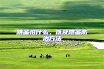 跳蚤怕什么，以及跳蚤防治方法