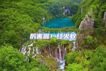 厲害啦！紅火蟻