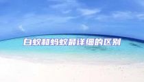 白蟻和螞蟻最詳細(xì)的區(qū)別
