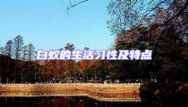 白蟻的生活習(xí)性及特點(diǎn)