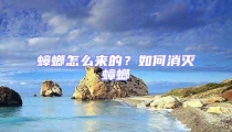 蟑螂怎么來的？如何消滅蟑螂