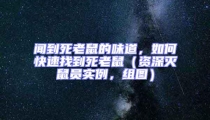 聞到死老鼠的味道，如何快速找到死老鼠（資深滅鼠員實(shí)例，組圖）