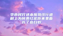 華市民打進(jìn)本報(bào)熱線行道樹上為何裹紅泥原來里面長了些白蟻