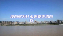 沒(méi)白蟻為什么還要滅治白蟻