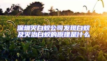 深圳滅白蟻公司發(fā)現(xiàn)白蟻及滅治白蟻的原理是什么