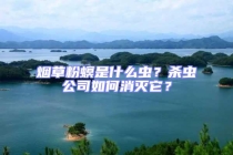 煙草粉螟是什么蟲？殺蟲公司如何消滅它？