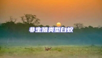 非生殖類型白蟻
