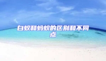 白蟻和螞蟻的區(qū)別和不同點