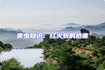 害蟲知識：紅火蟻的危害