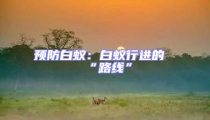 預(yù)防白蟻：白蟻行進(jìn)的“路線”