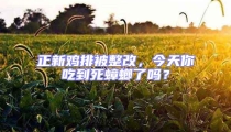正新雞排被整改，今天你吃到死蟑螂了嗎？