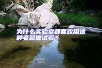 為什么實(shí)驗(yàn)室都喜歡用這種老鼠做試驗(yàn)？