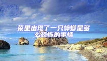 菜里出現(xiàn)了一只蟑螂是多么恐怖的事情