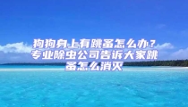 狗狗身上有跳蚤怎么辦？專業(yè)除蟲公司告訴大家跳蚤怎么消滅