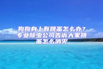 狗狗身上有跳蚤怎么辦？專業(yè)除蟲公司告訴大家跳蚤怎么消滅