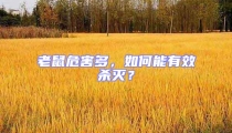 老鼠危害多，如何能有效殺滅？
