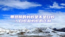 帶翅膀的螞蟻是不是白蟻？白蟻和螞蟻的區(qū)別